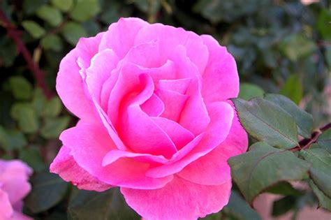 beautiful pink rose images|printable pictures of pink roses.